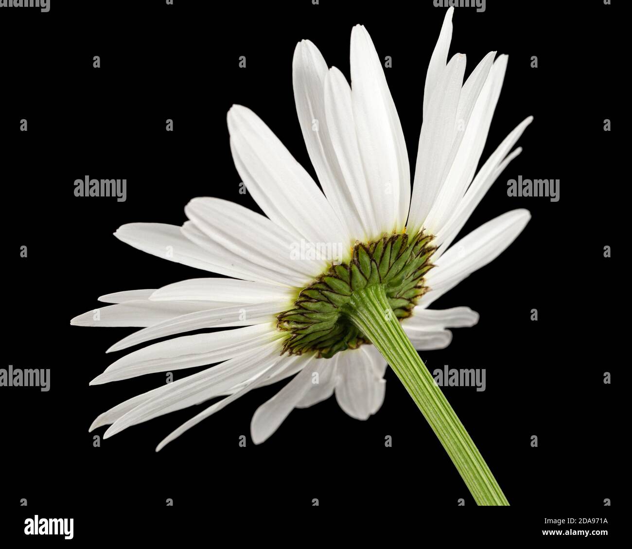 Chamomile plant on black hi-res stock photography and images - Alamy