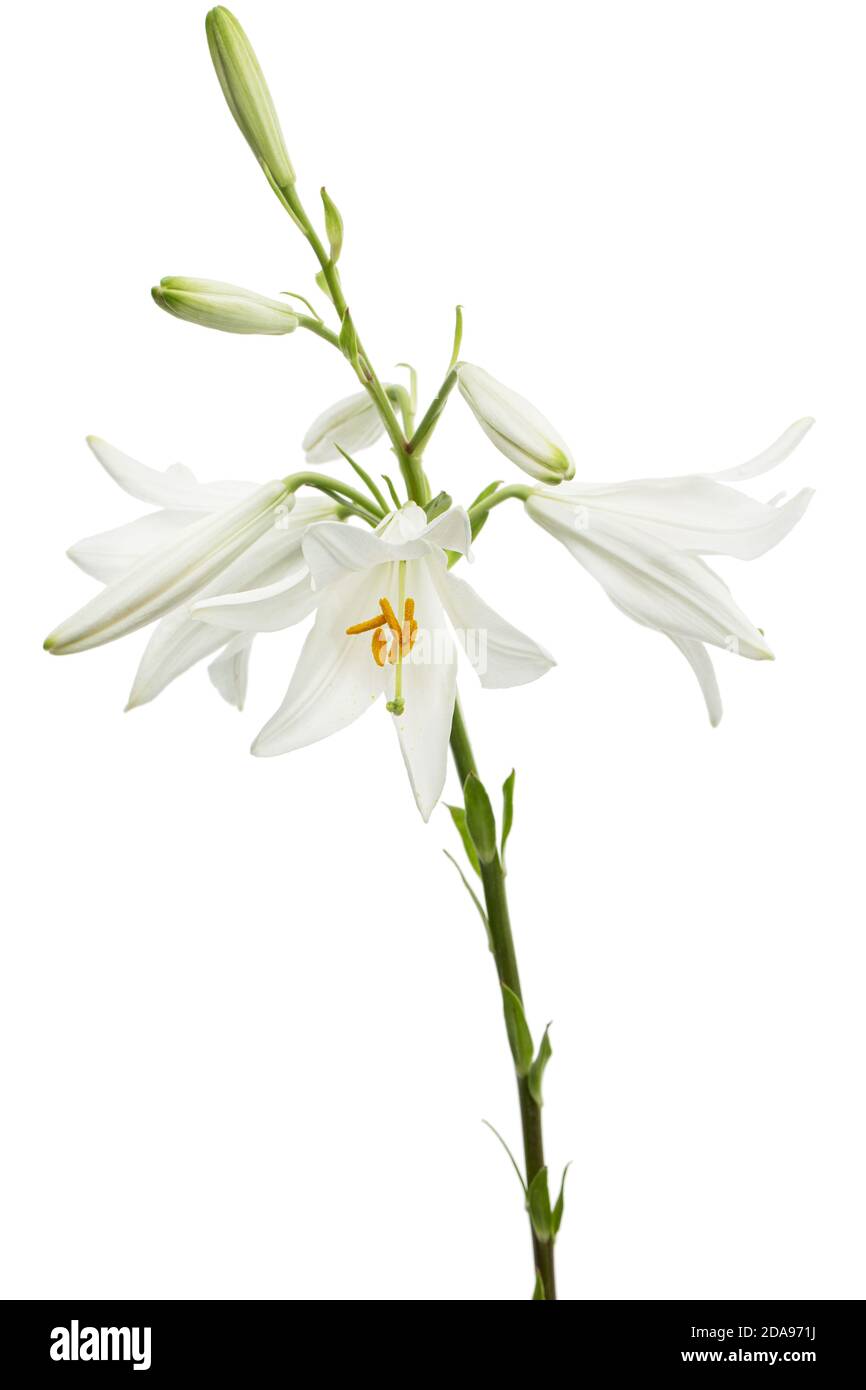 White flower of lily, isolated on white background Stock Photo - Alamy