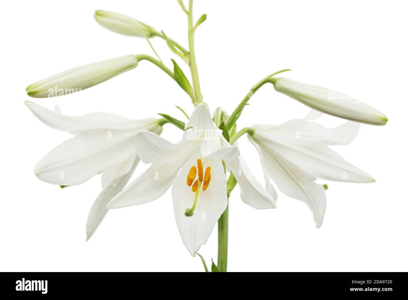 White flower of lily, isolated on white background Stock Photo - Alamy