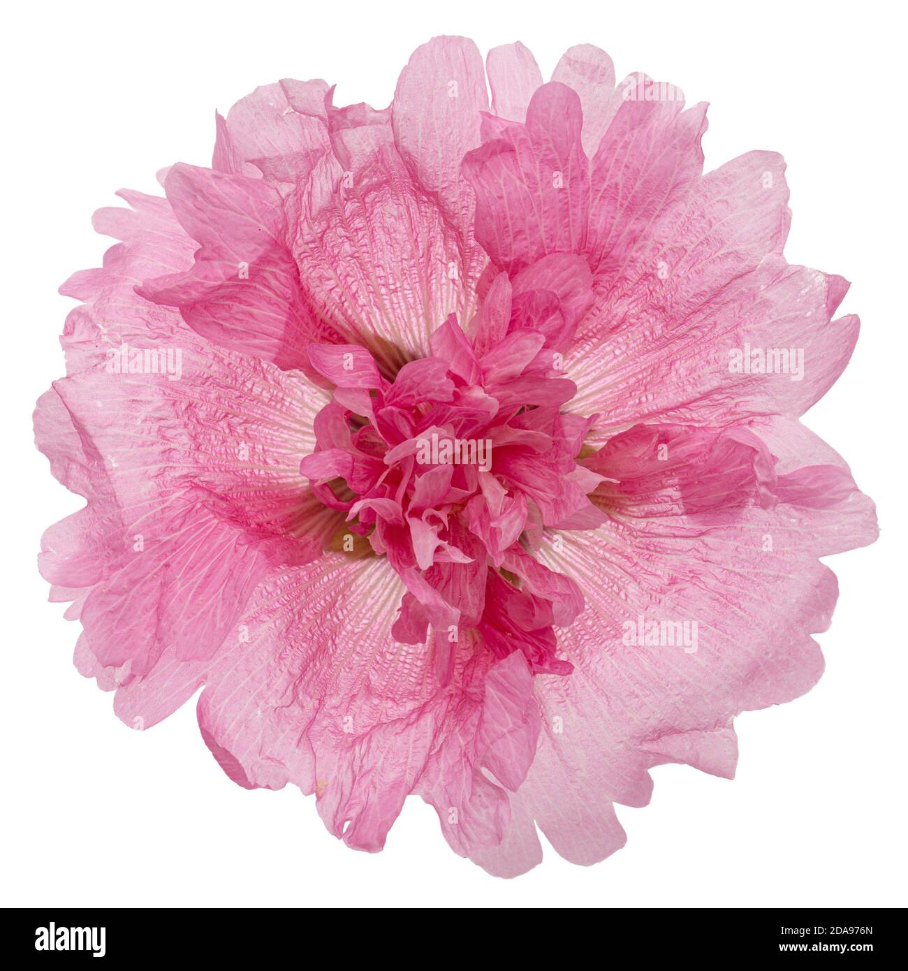 Pink flower of mallow, isolated on white background Stock Photo - Alamy