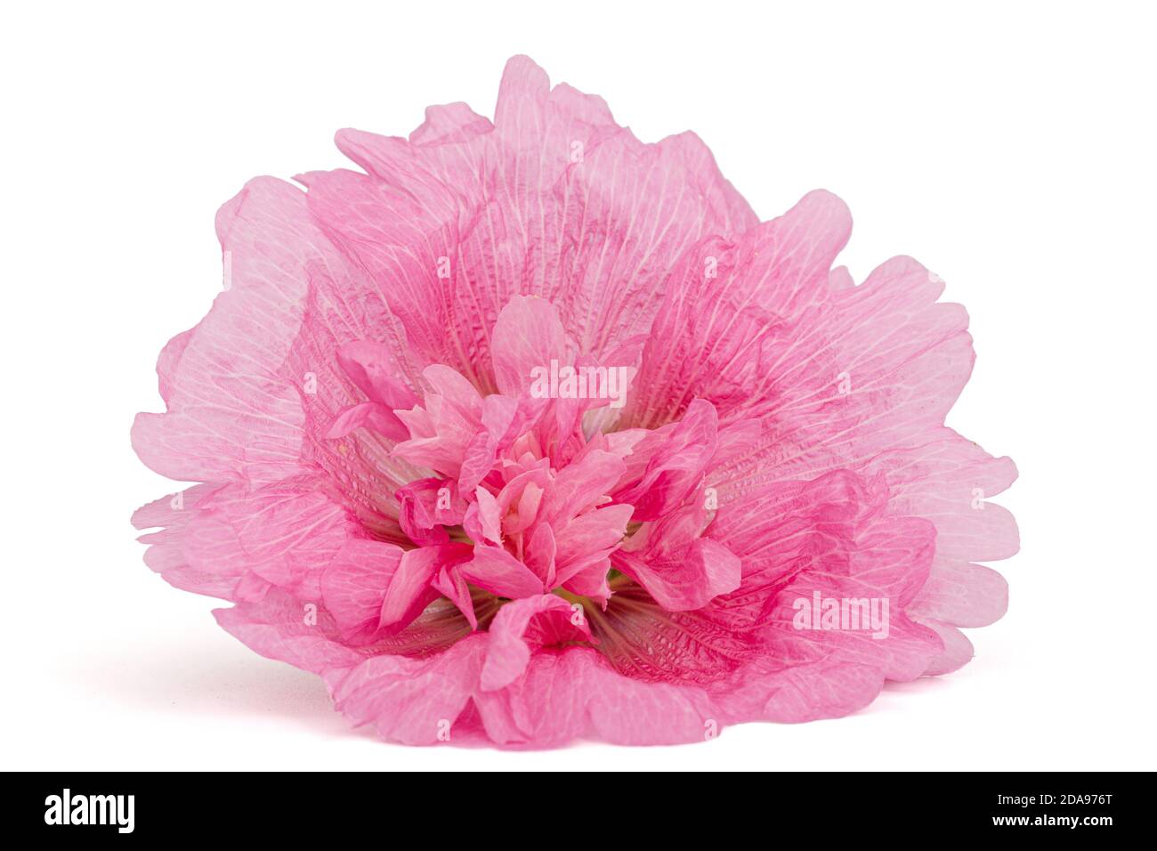 Pink flower of mallow, isolated on white background Stock Photo - Alamy