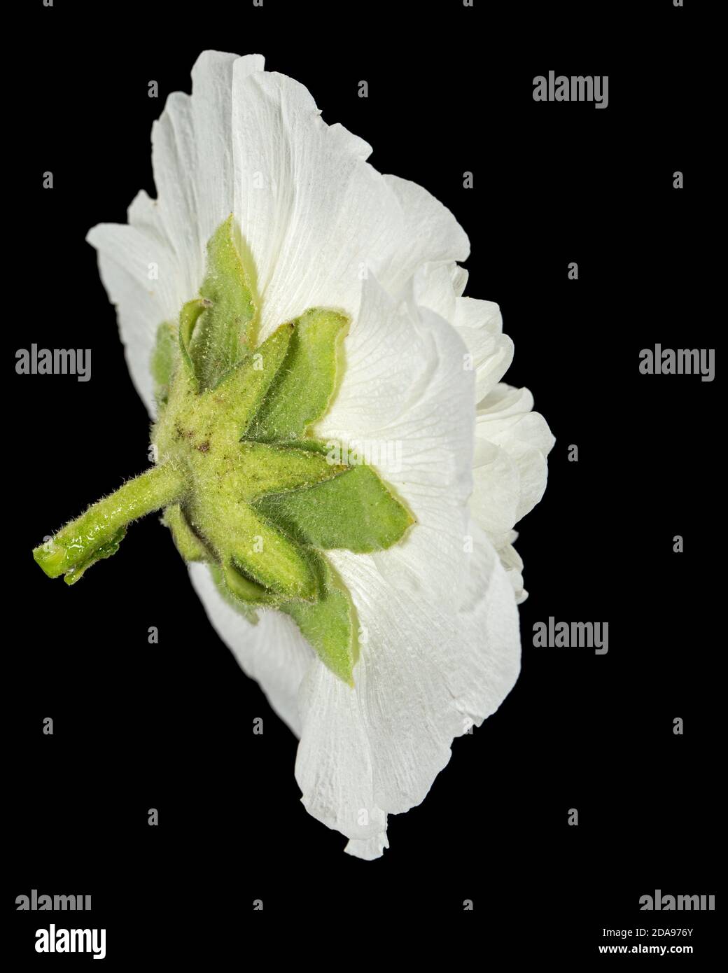 White flower of mallow, isolated on black background Stock Photo - Alamy
