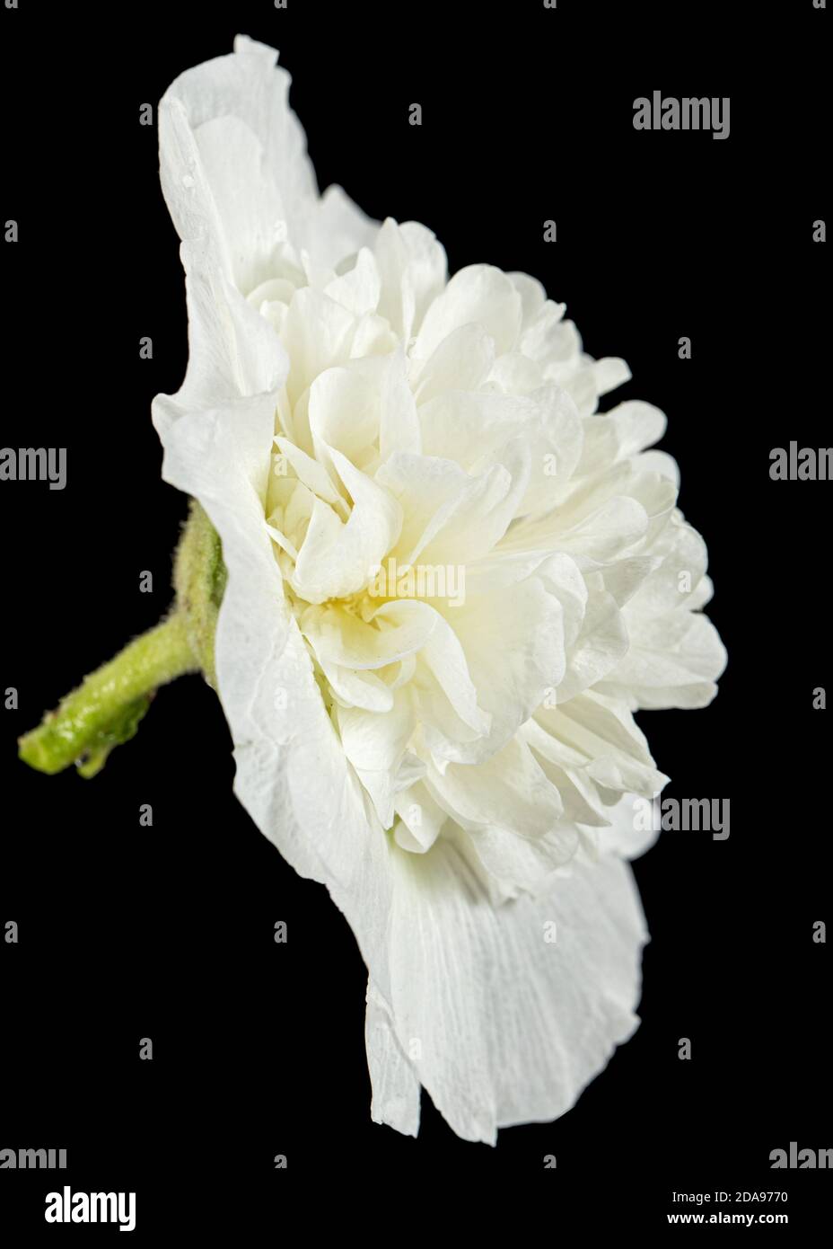 White flower of mallow, isolated on black background Stock Photo - Alamy