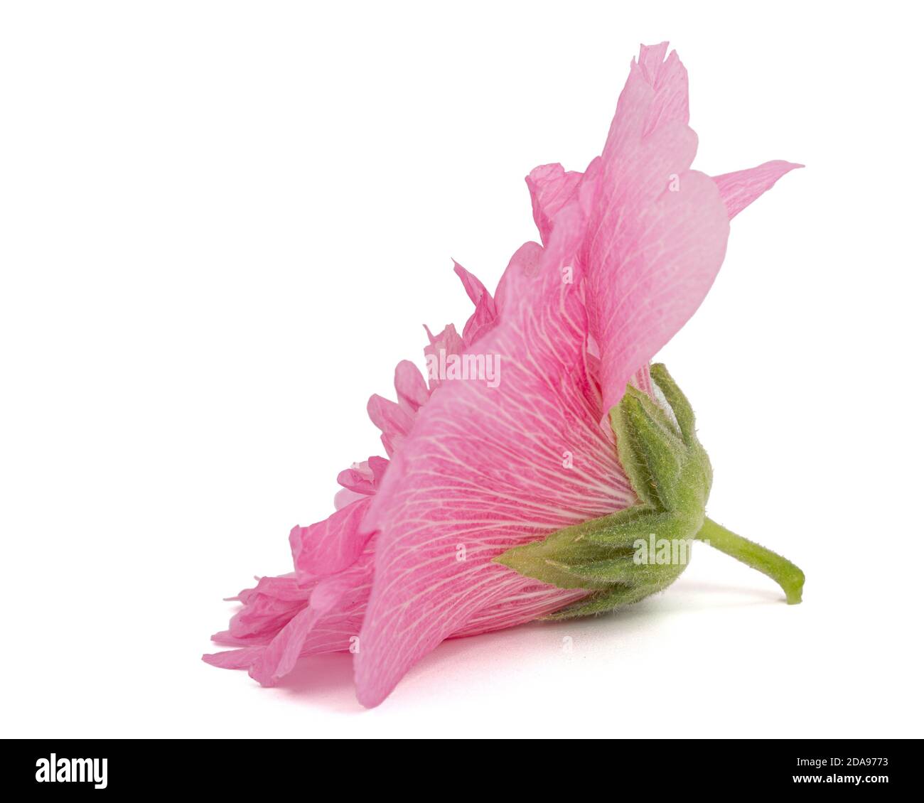 Pink flower of mallow, isolated on white background Stock Photo - Alamy