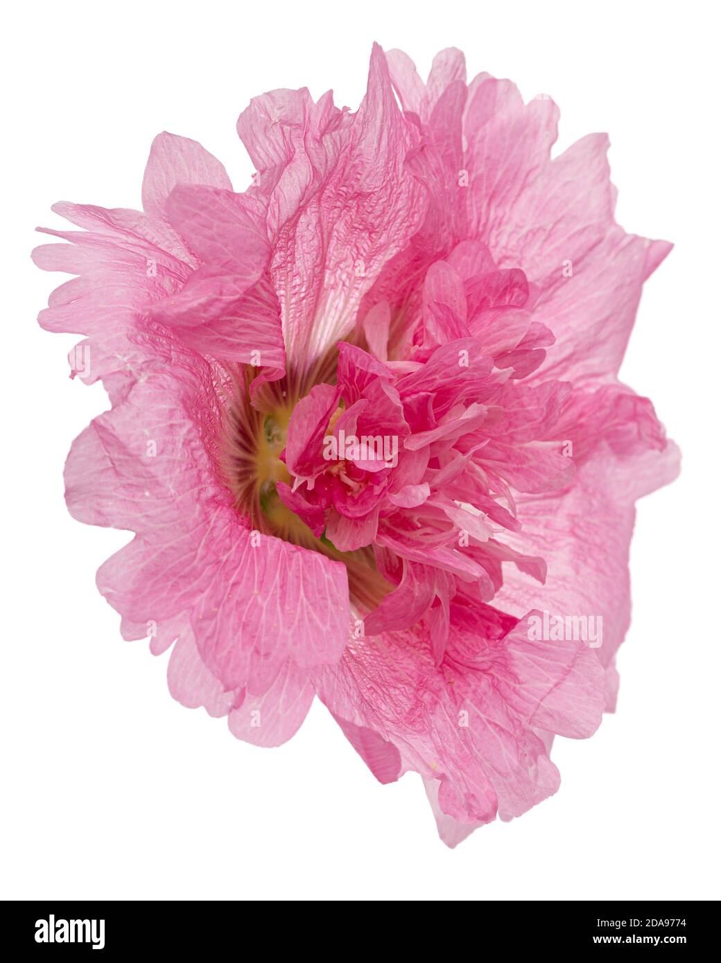 Pink flower of mallow, isolated on white background Stock Photo - Alamy