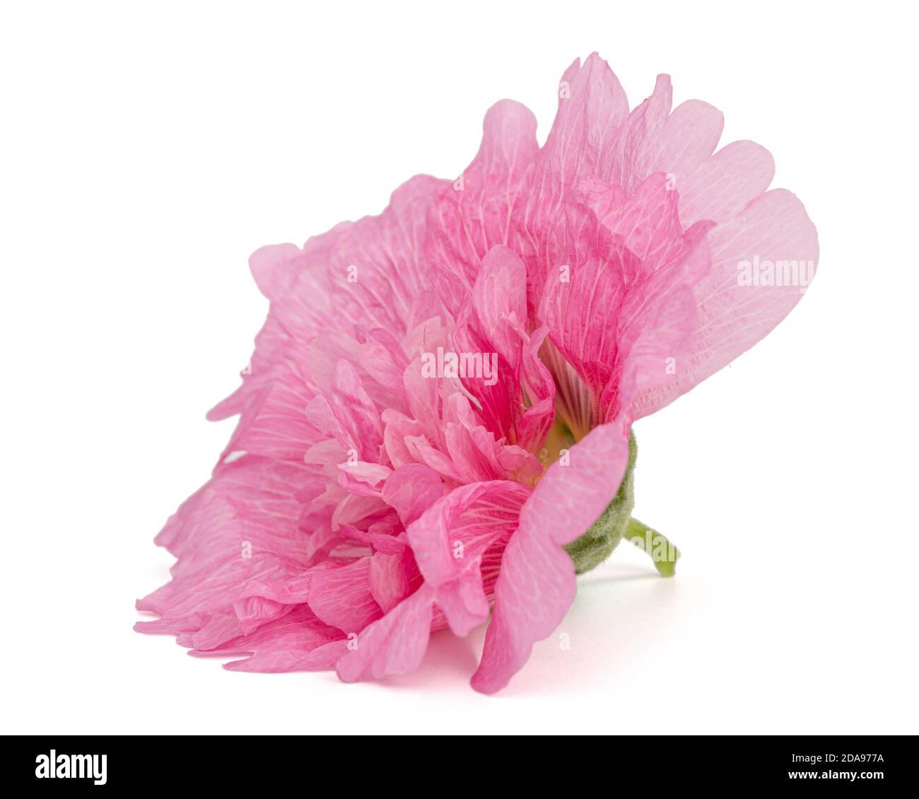 Pink flower of mallow, isolated on white background Stock Photo - Alamy