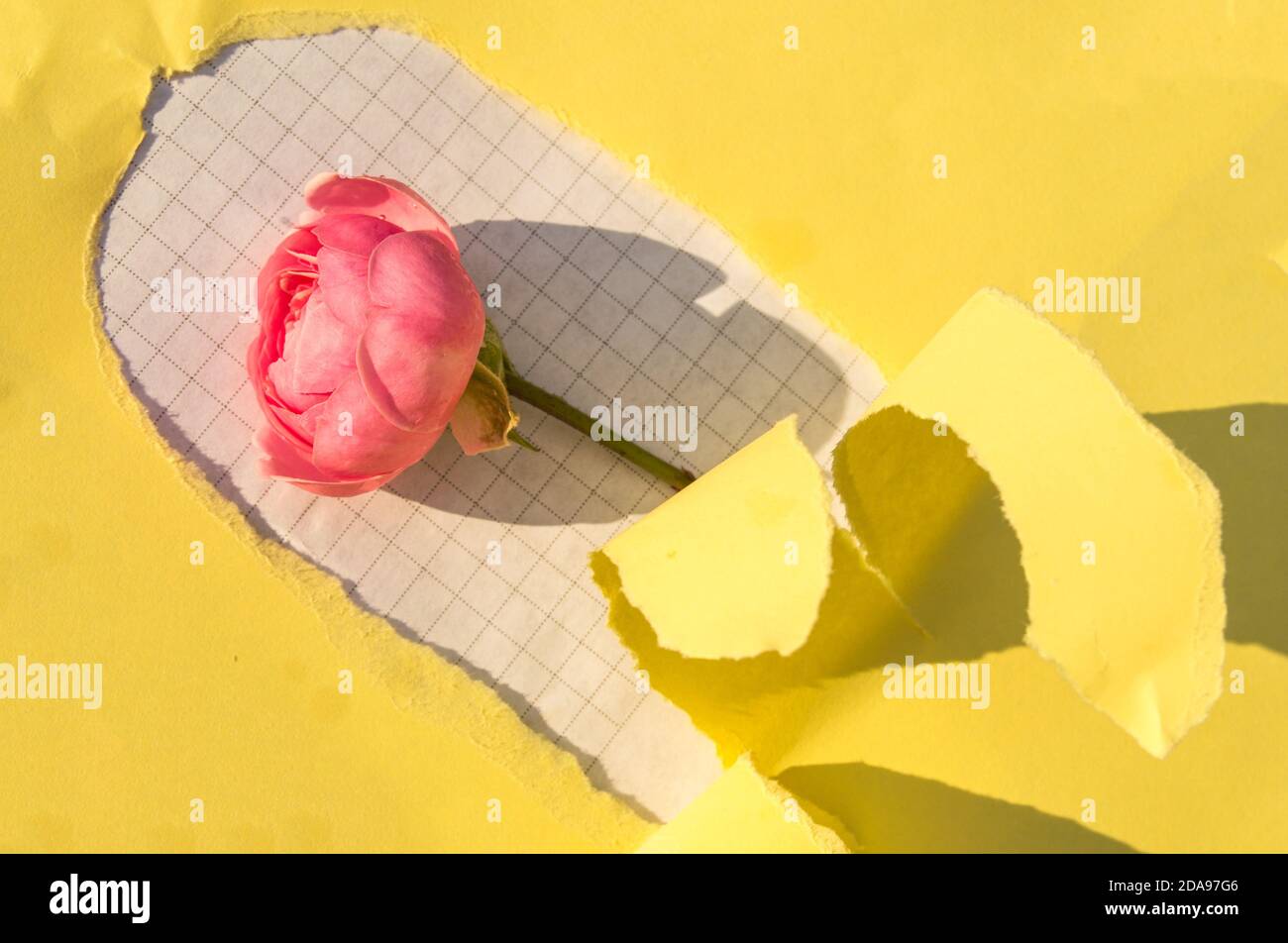 A hole made of torn yellow paper, a pink rose on a white checkered sheet. Creative design, hard shadow, bright light Stock Photo