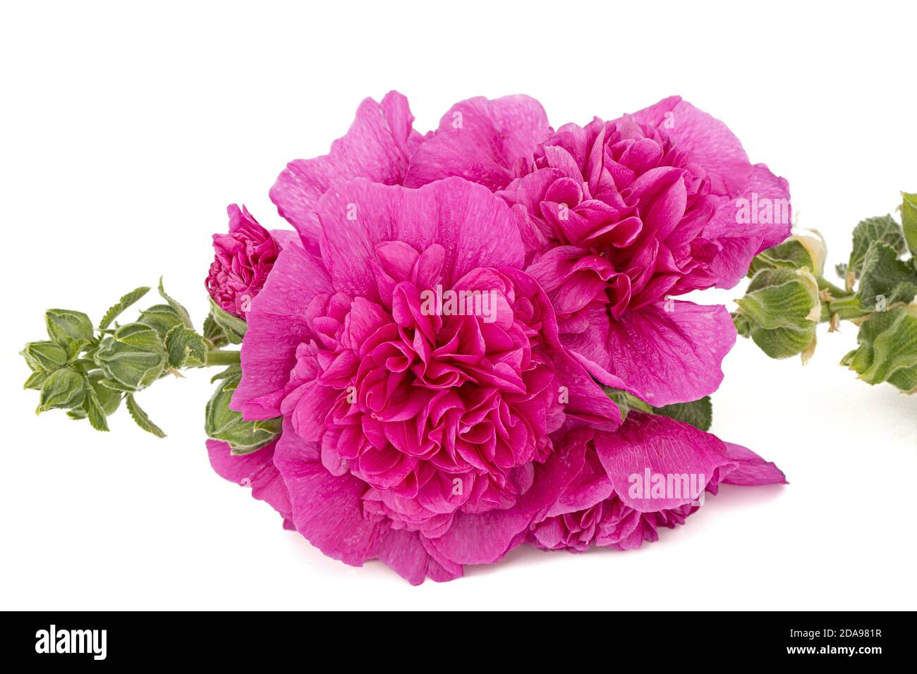 Red flower of mallow, isolated on white background Stock Photo - Alamy