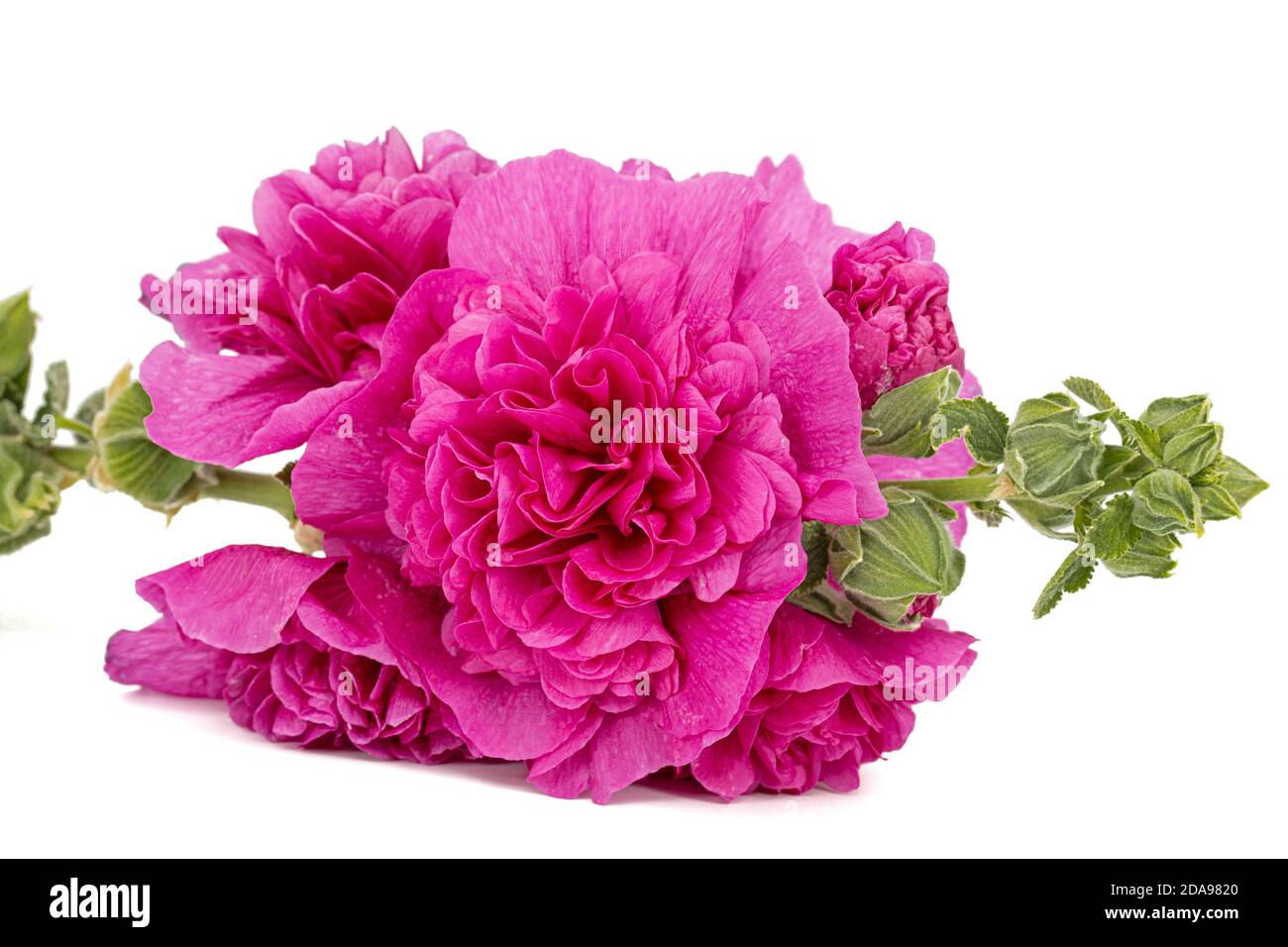 Red flower of mallow, isolated on white background Stock Photo - Alamy