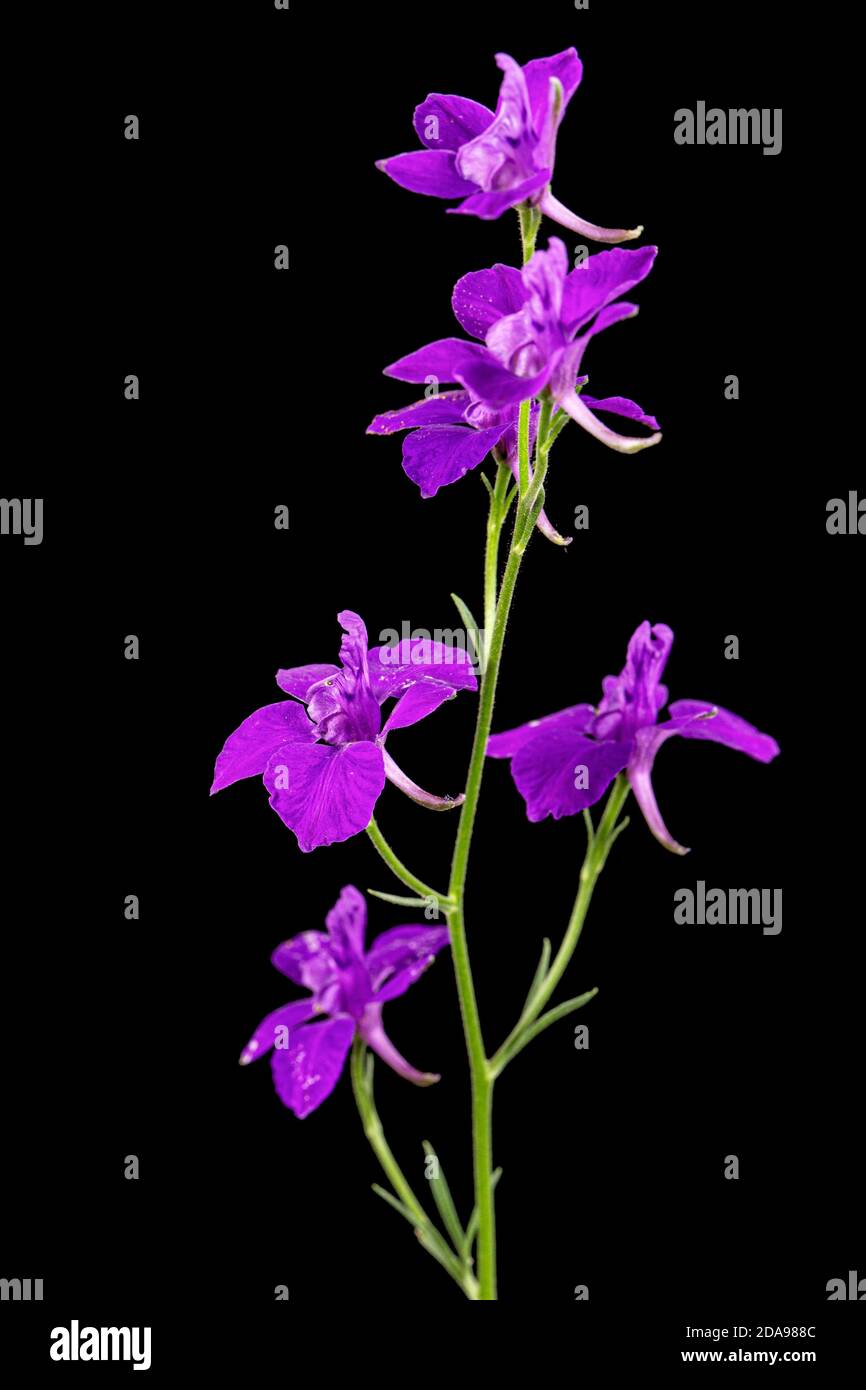 Violet flower of wild delphinium, larkspur flower, isolated on black background Stock Photo