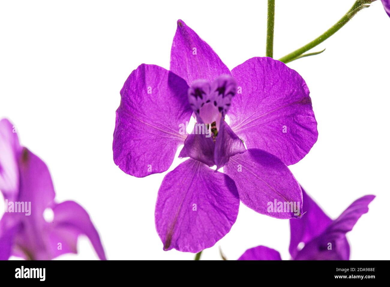 Violet flower of wild delphinium, larkspur flower, isolated on white background Stock Photo