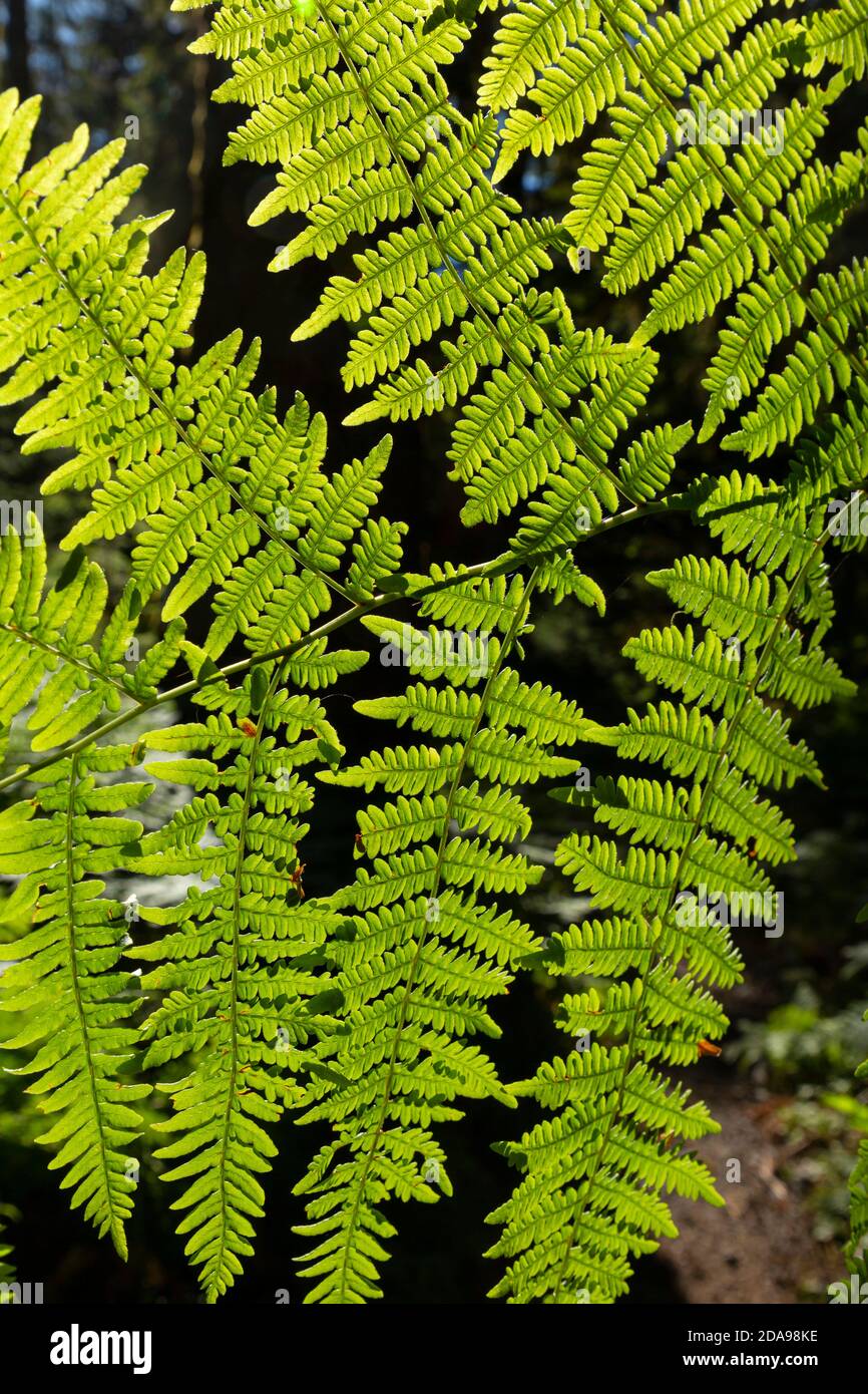 Bracken fern hires stock photography and images Alamy