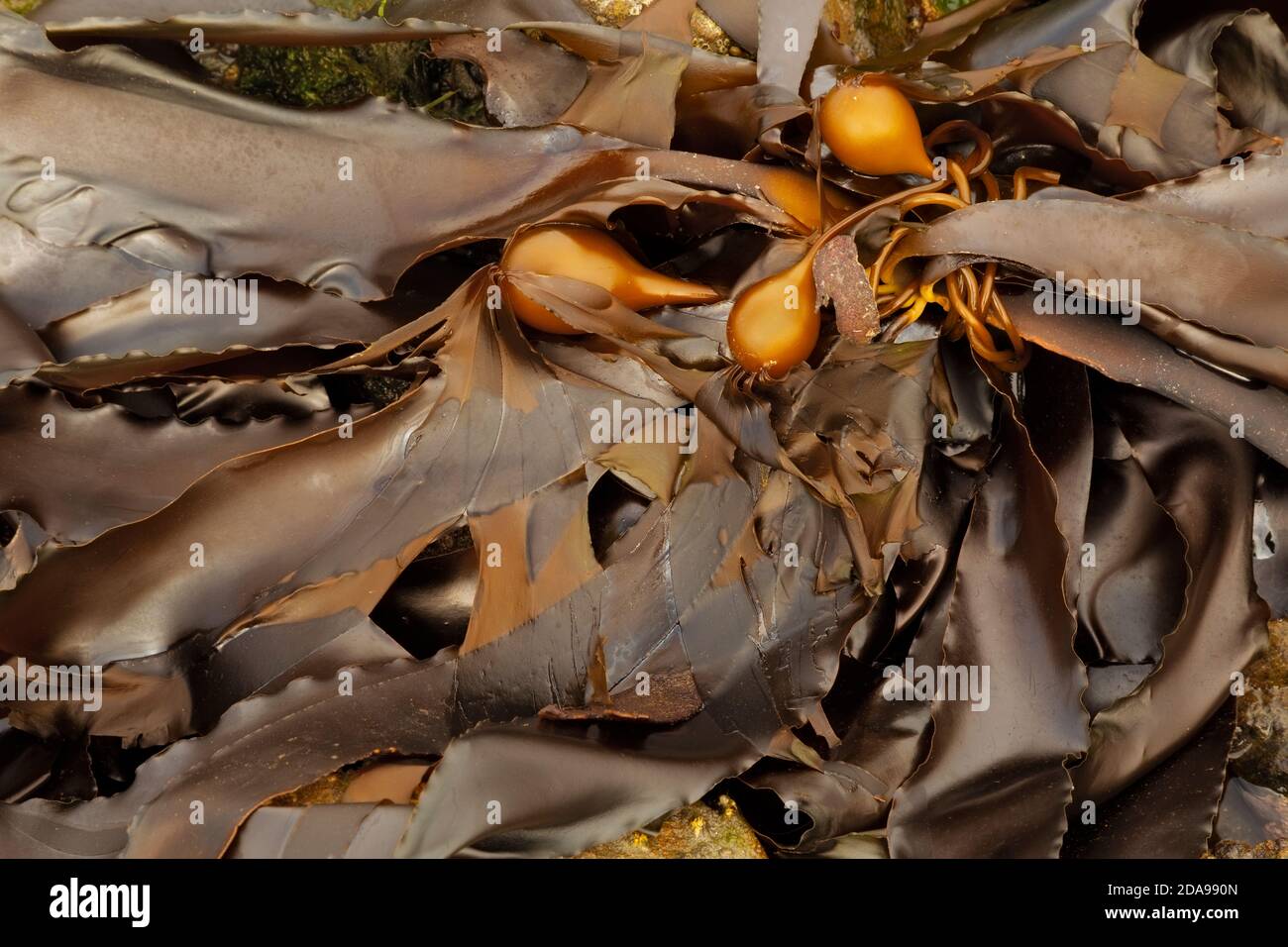 WA18013-00...WASHINGTON - Gaint kelp at low tide viewed along the Wilderness Coastal section of the Olympic National Park. Stock Photo