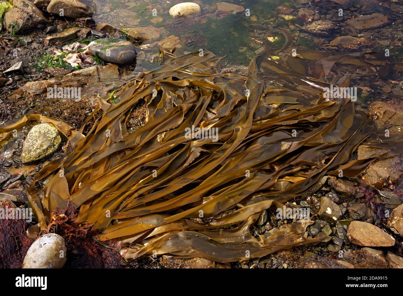WA18014-00...WASHINGTON - Bull kelp in a tide pool at low tide along the wilderness coast area of Olympic National Park. Stock Photo