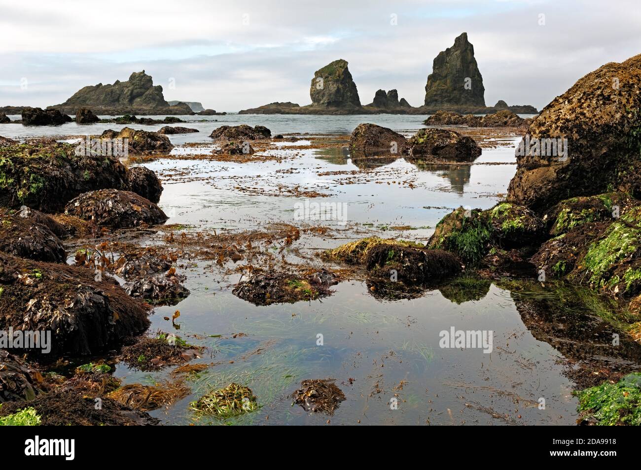 WA18015-00...WASHINGTON - Seaweed and barnacle covered rocks exposed at lowtide along the Pacific Wilderness Coast in Olympic National Park. Stock Photo