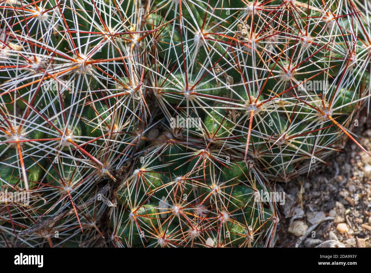 Close up detail of Beehive cactus or Spiny Star cactus (Escobaria vivipara), Castle Rock area of Colorado USA. Photo taken in October. Stock Photo