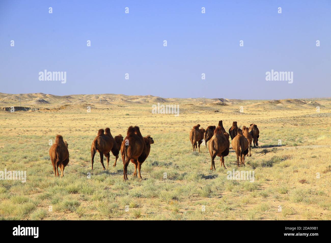 Mongolian grasslands camels hi-res stock photography and images - Alamy