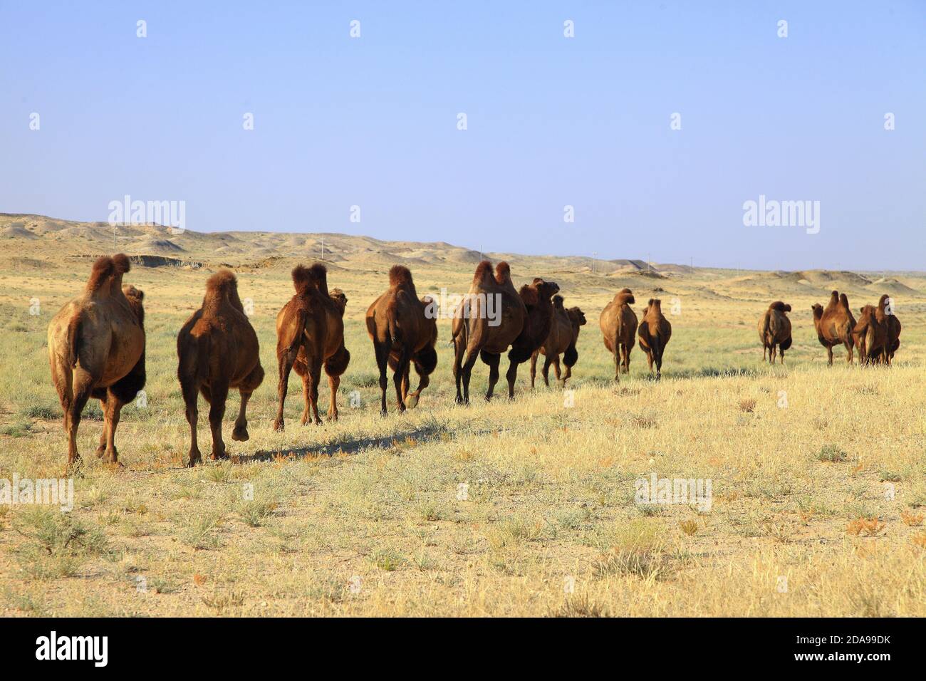 Mongolian grasslands camels hi-res stock photography and images - Alamy