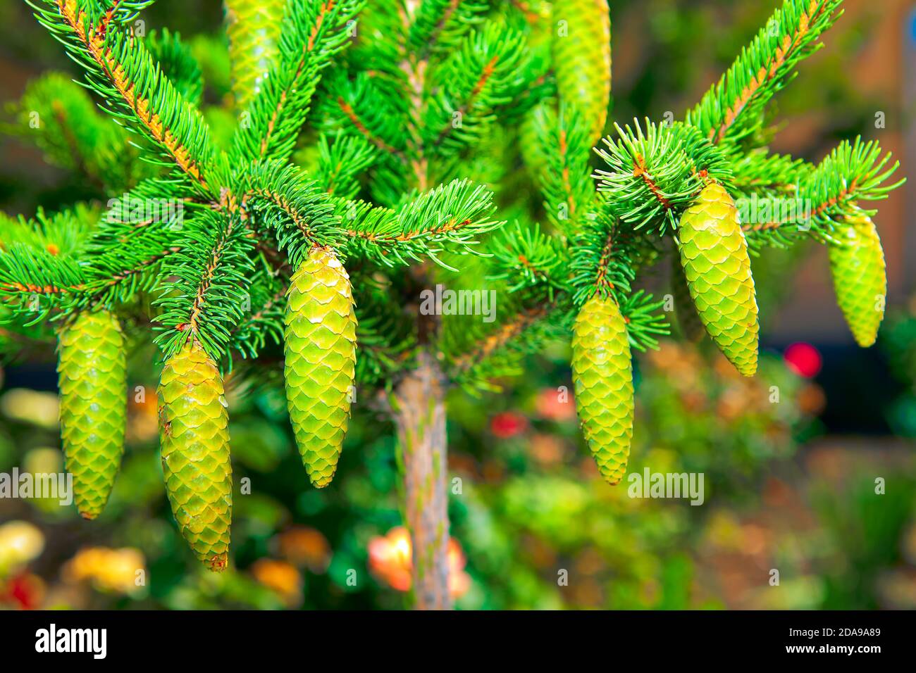 Floral arrangement fir tree hi-res stock photography and images - Alamy