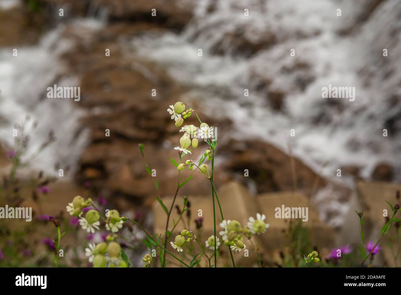 Wildflowers and background Stock Photo - Alamy