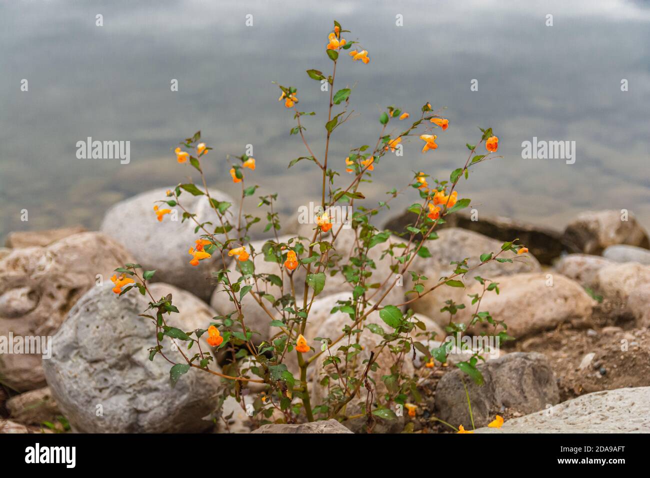 Wildflowers and background Stock Photo - Alamy