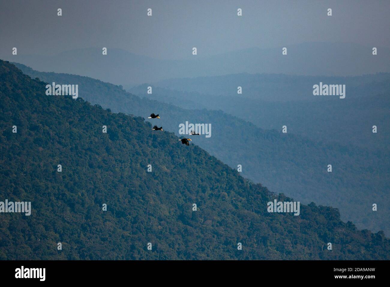 flock of Wreathed Hornbill flying against mountain range in khao yai national park thailand Stock Photo