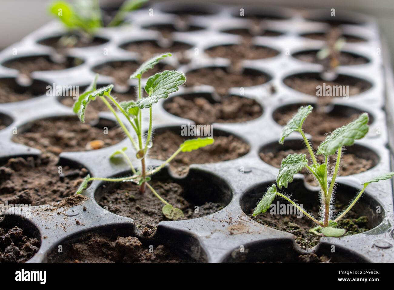 Strawberry seeds, earth hi-res stock photography and images - Alamy