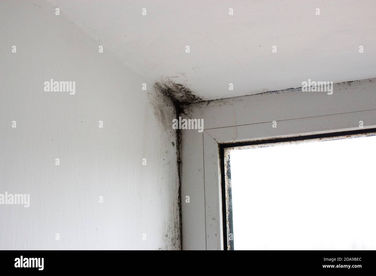 Stachybotrys chartarum or black mold, toxic mold. Mold on slopes in a house near windows that