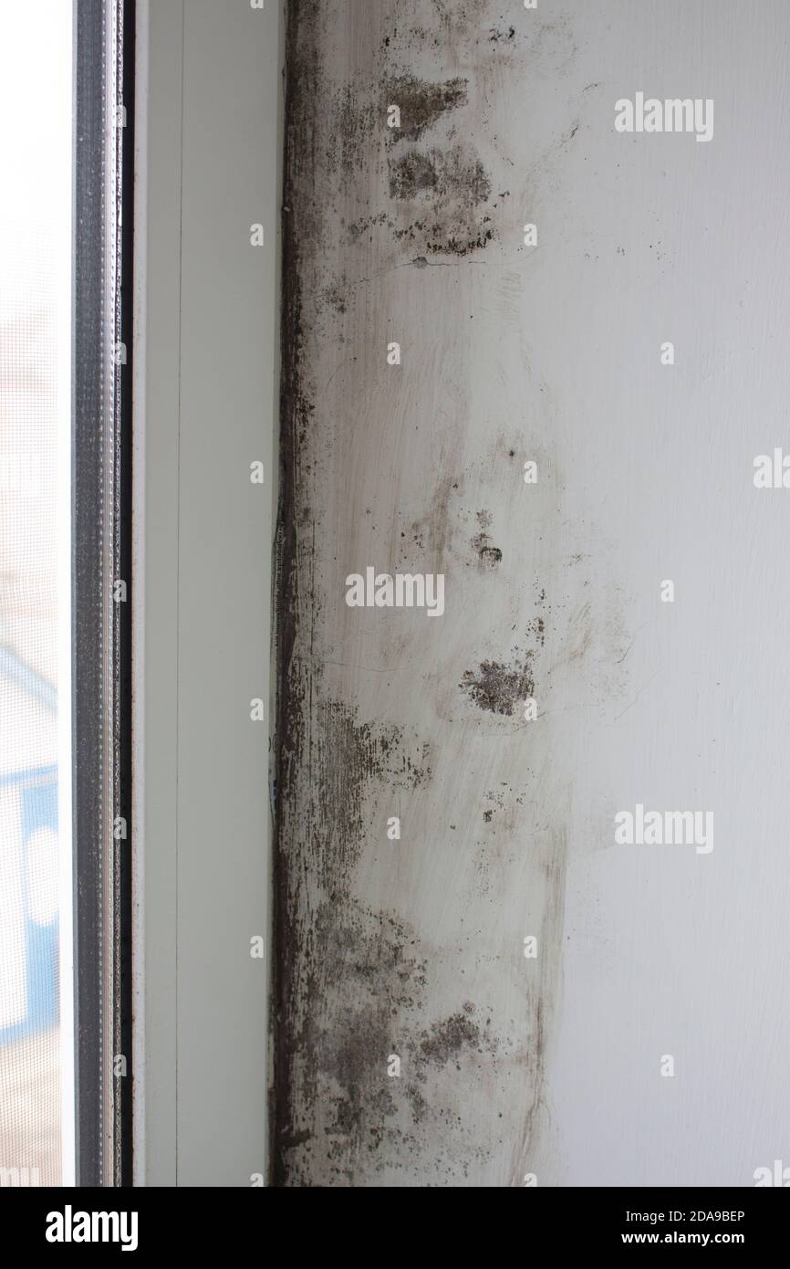 Stachybotrys chartarum or black mold, toxic mold. Mold on slopes in a