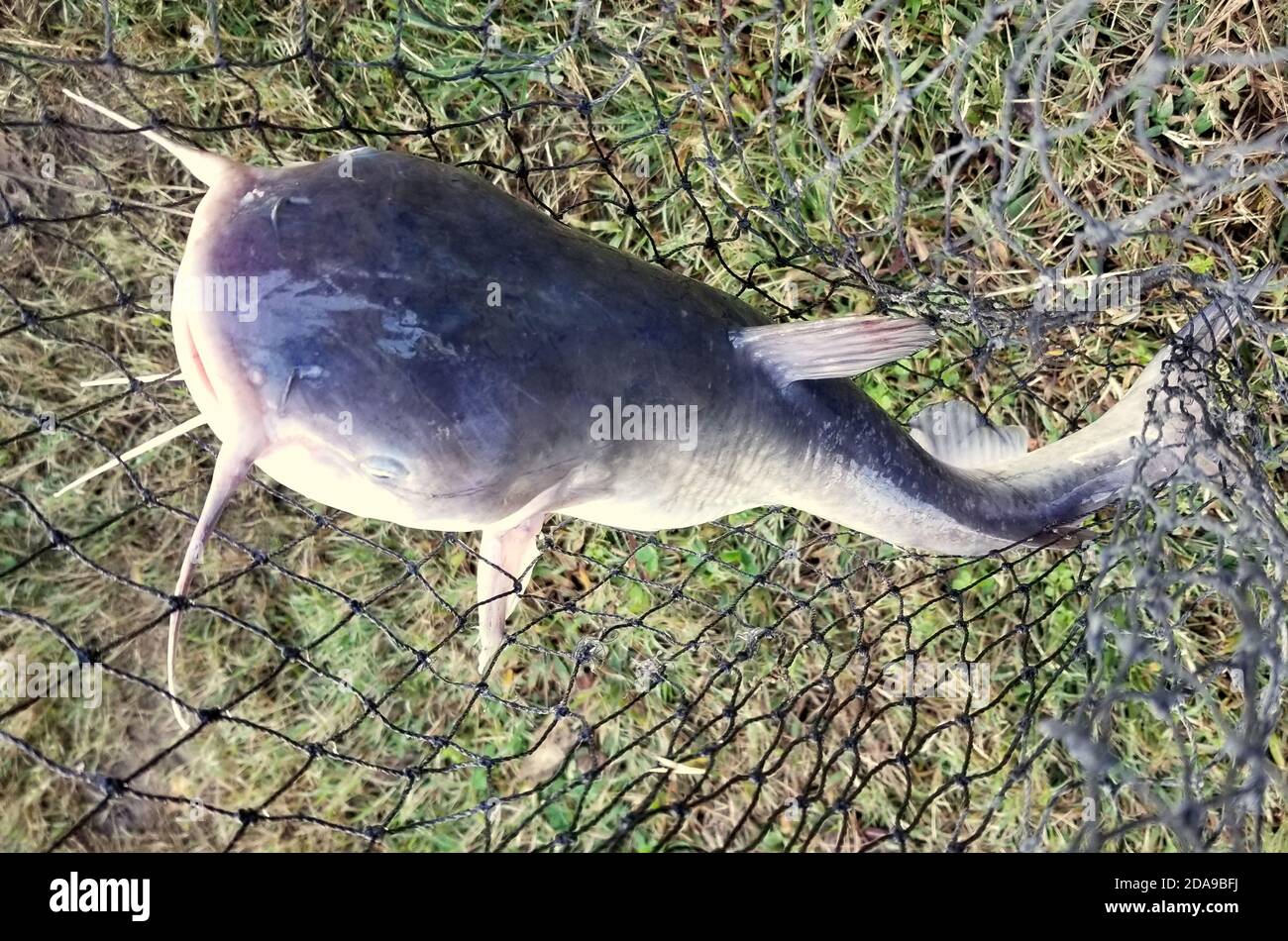 Channel catfish hires stock photography and images Alamy