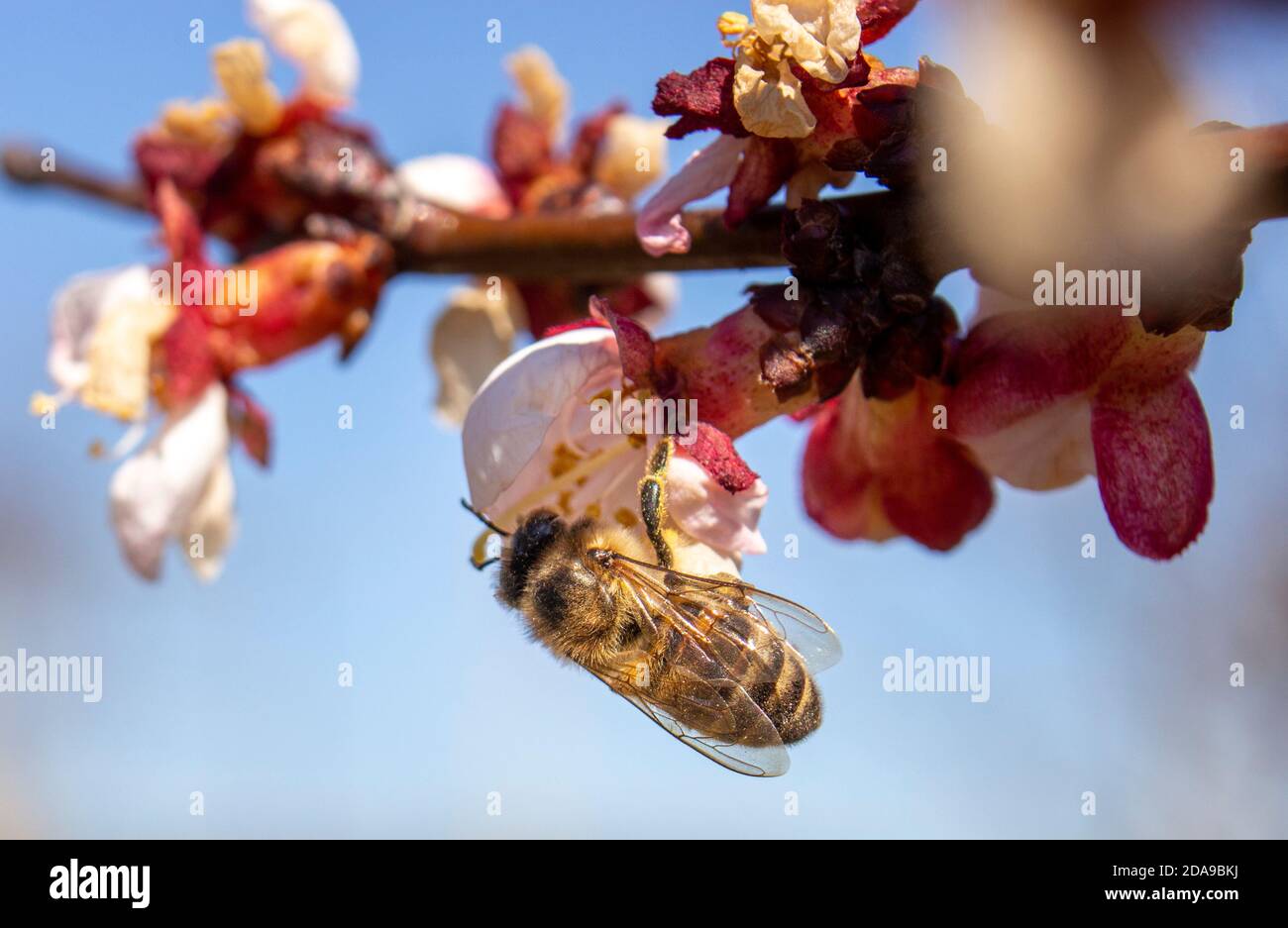 A bee that collects pollen from frozen apricot blossoms Stock Photo Alamy