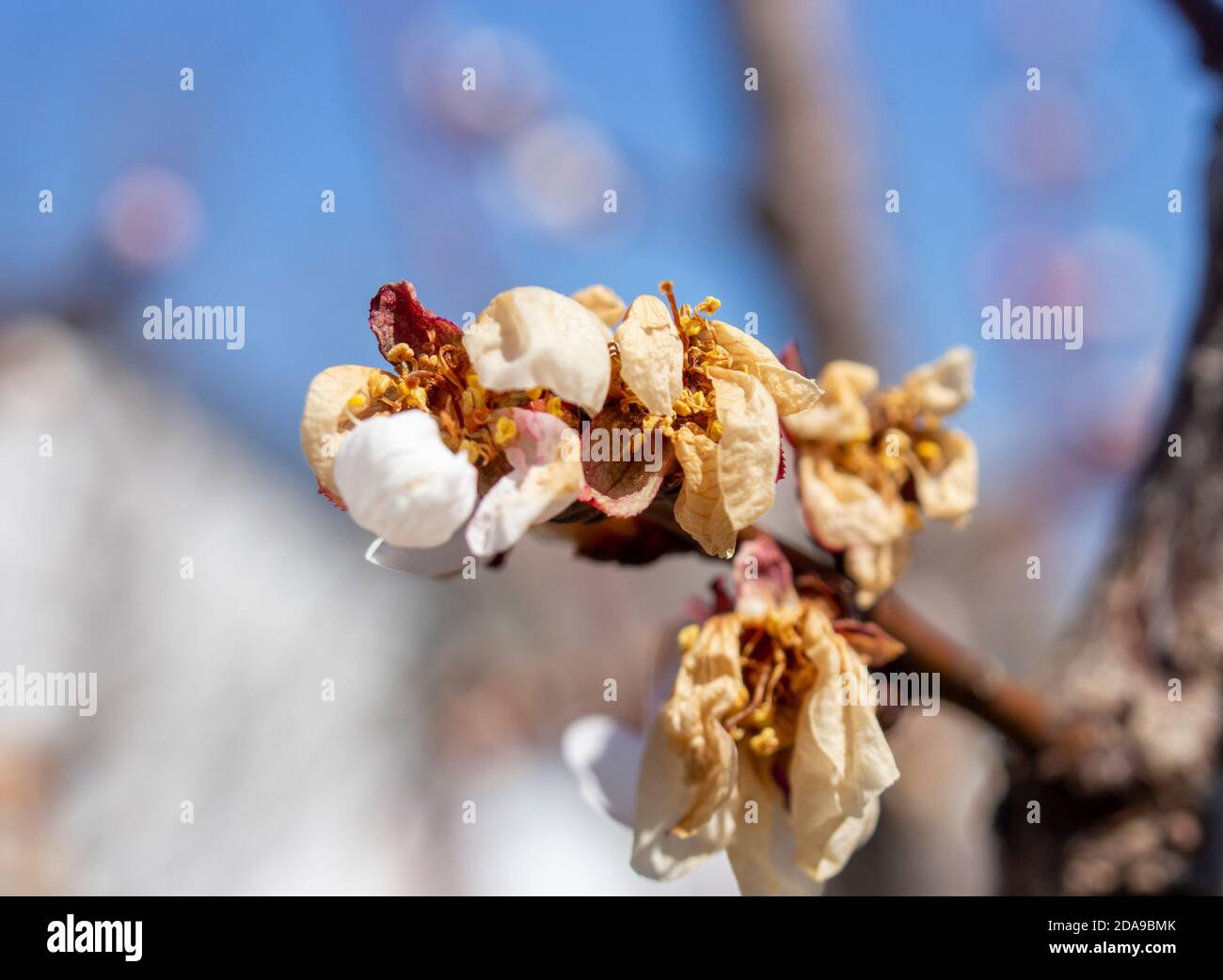 Damaged inflorescence of fruit trees apricot frosts. Decrease in fruit yield due to inclement weather in spring. Stock Photo