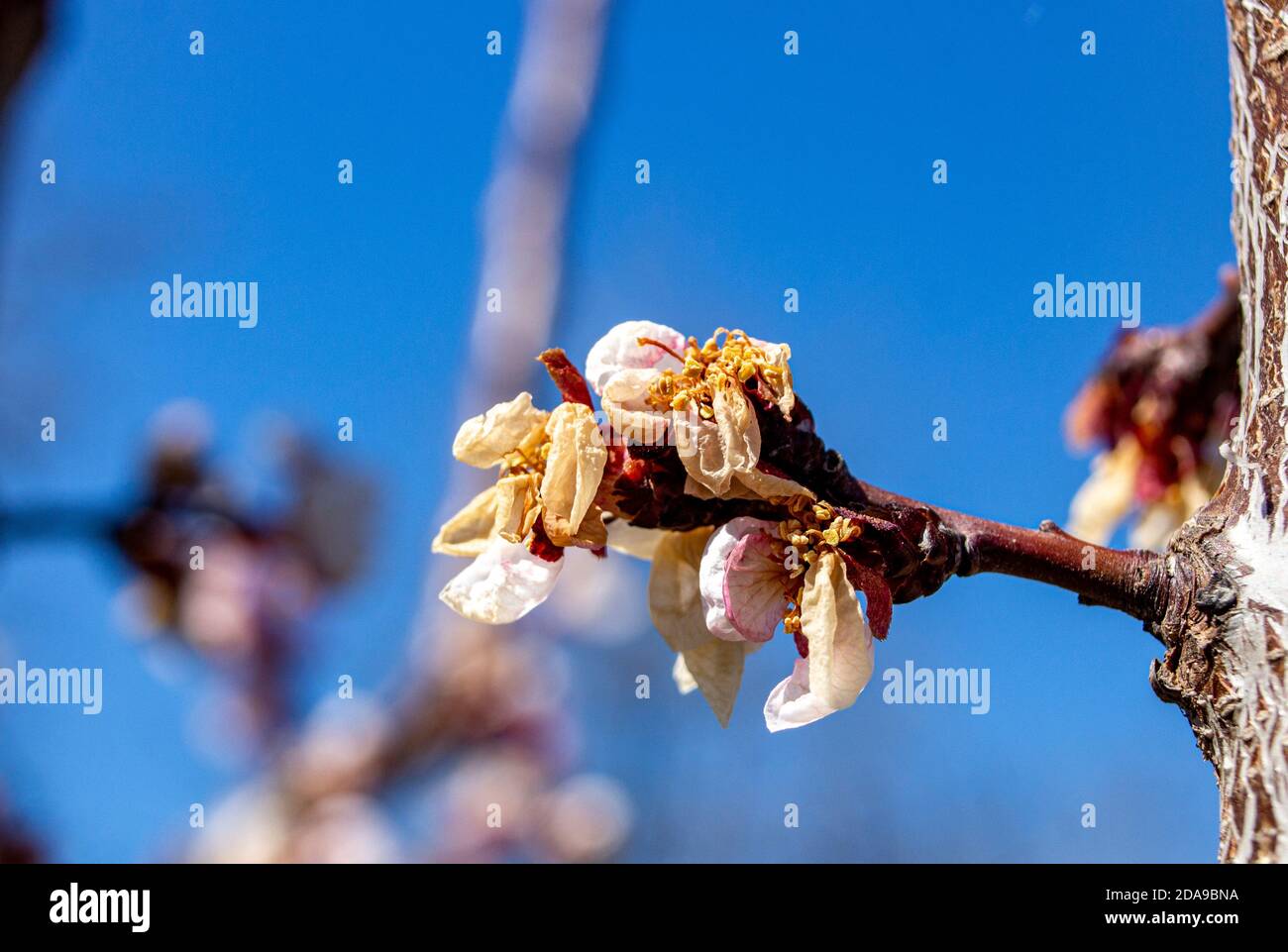 Damaged inflorescence of fruit trees apricot frosts. Decrease in fruit yield due to inclement weather in spring. Stock Photo