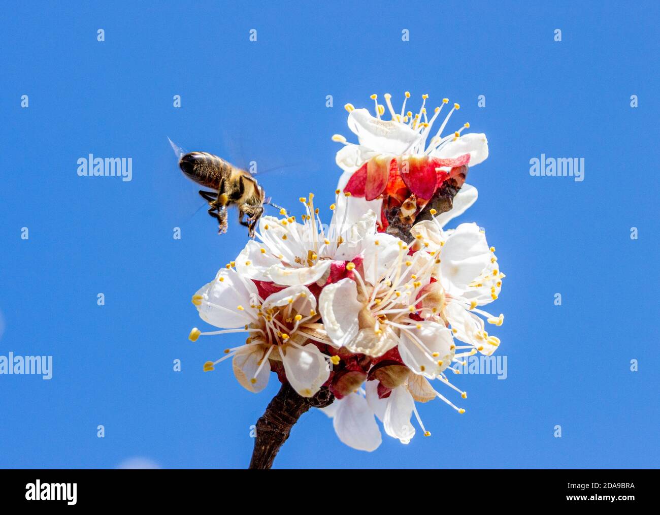 Bee flying to apricot blossom, inflorescences on a blue background. Pollination of fruit trees. Insects are carriers of fungal diseases. Stock Photo