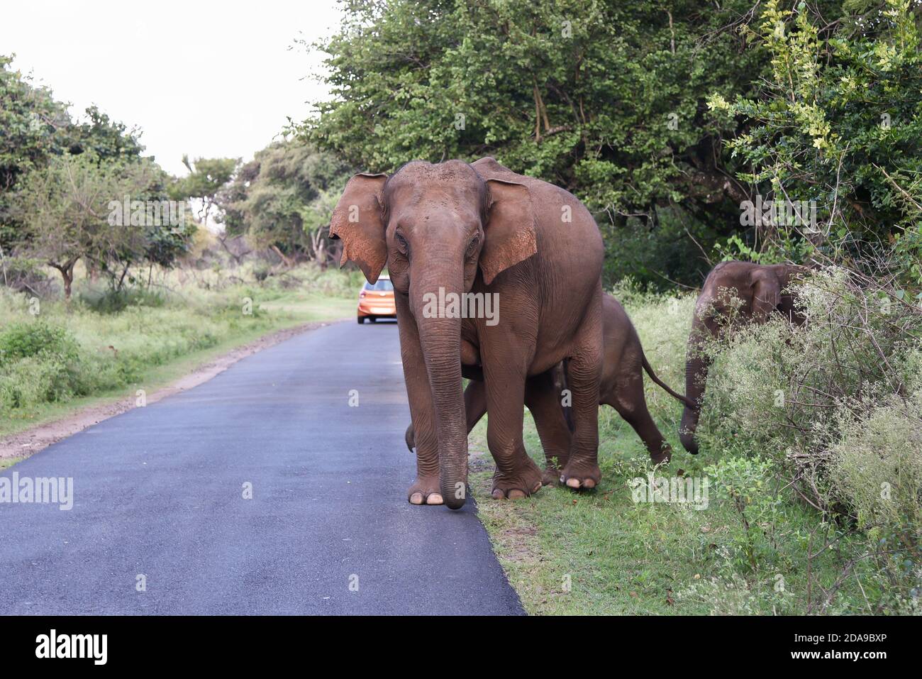 Wild Indian or Asian Elephant in its natural habitat or forest in Periyar  nature reserve Karnataka Kerala India national park animal Stock Photo -  Alamy