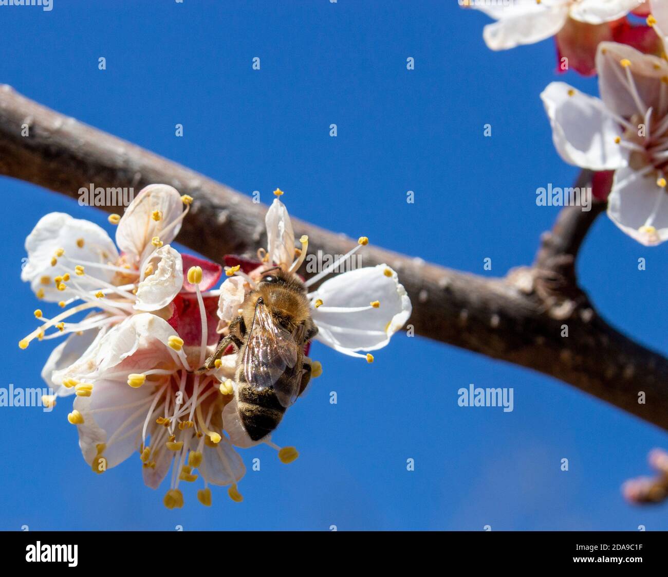 Damaged by frost inflorescence of apricot fruit trees, the damage caused to agriculture by adverse weather conditions in the spring. Stock Photo