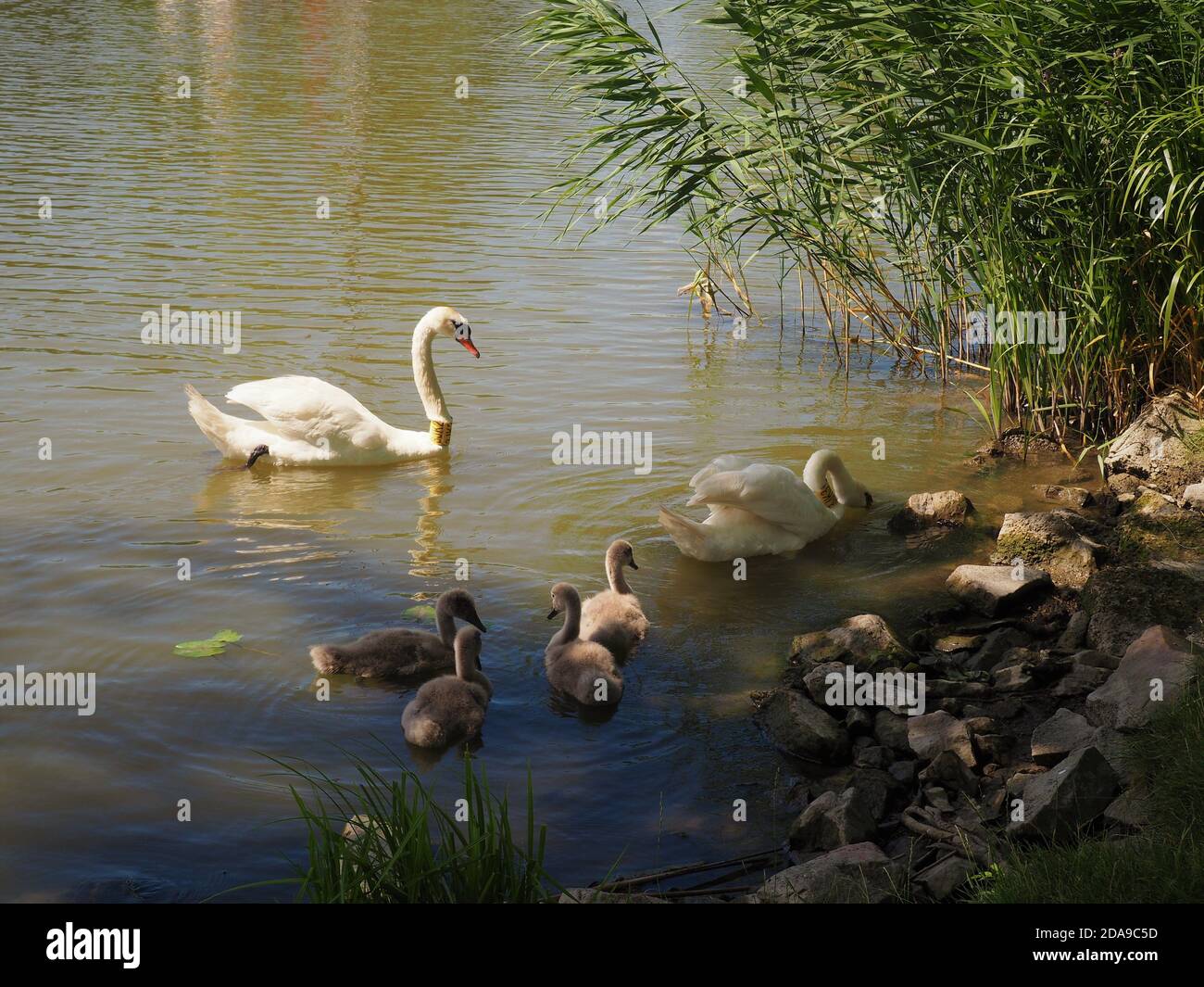 View of a flock of swans near a shore of a river Stock Photo - Alamy