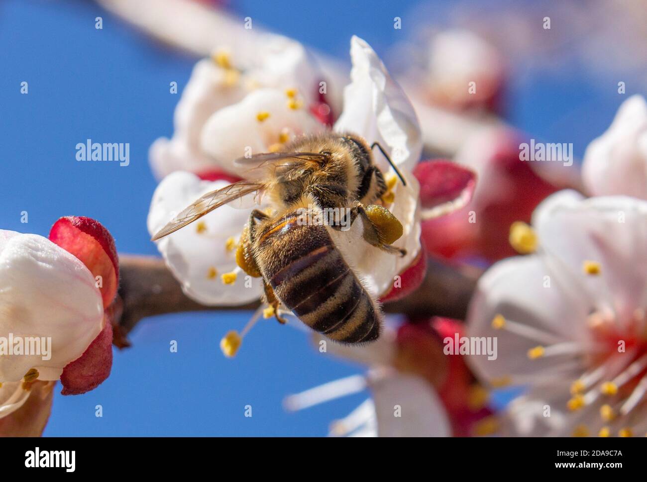 A bee that collects pollen on the paws of the flowers of fruit trees, closeup insects pollinate apricot blossom. Stock Photo