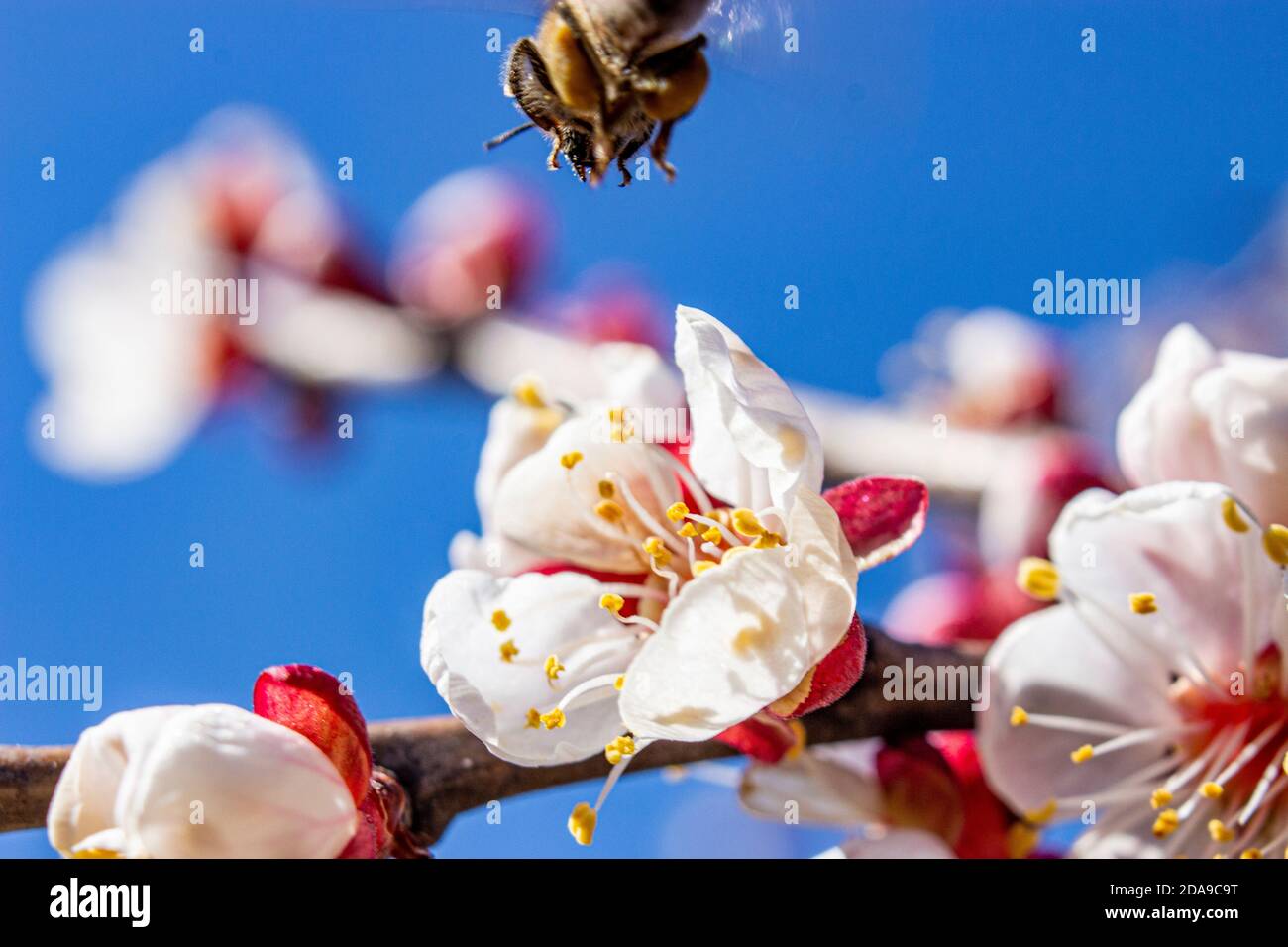 Bee flying to apricot blossom, inflorescences on a blue background. Pollination of fruit trees. Insects are carriers of fungal diseases. Stock Photo