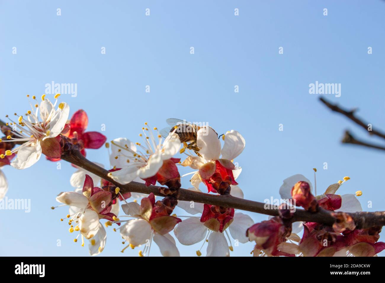The bee collects honey on the fruit tree flowers, blue sky background in clear spring weather. Stock Photo