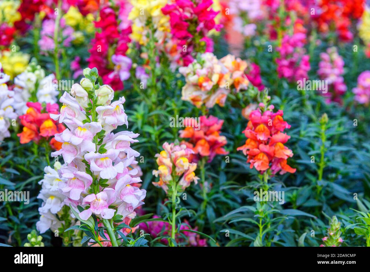 Beautiful Antirrhinum majus dragon flower also known as Snap Dragons and Tagetes patula (French Marigolds) is blooming in the garden. Stock Photo
