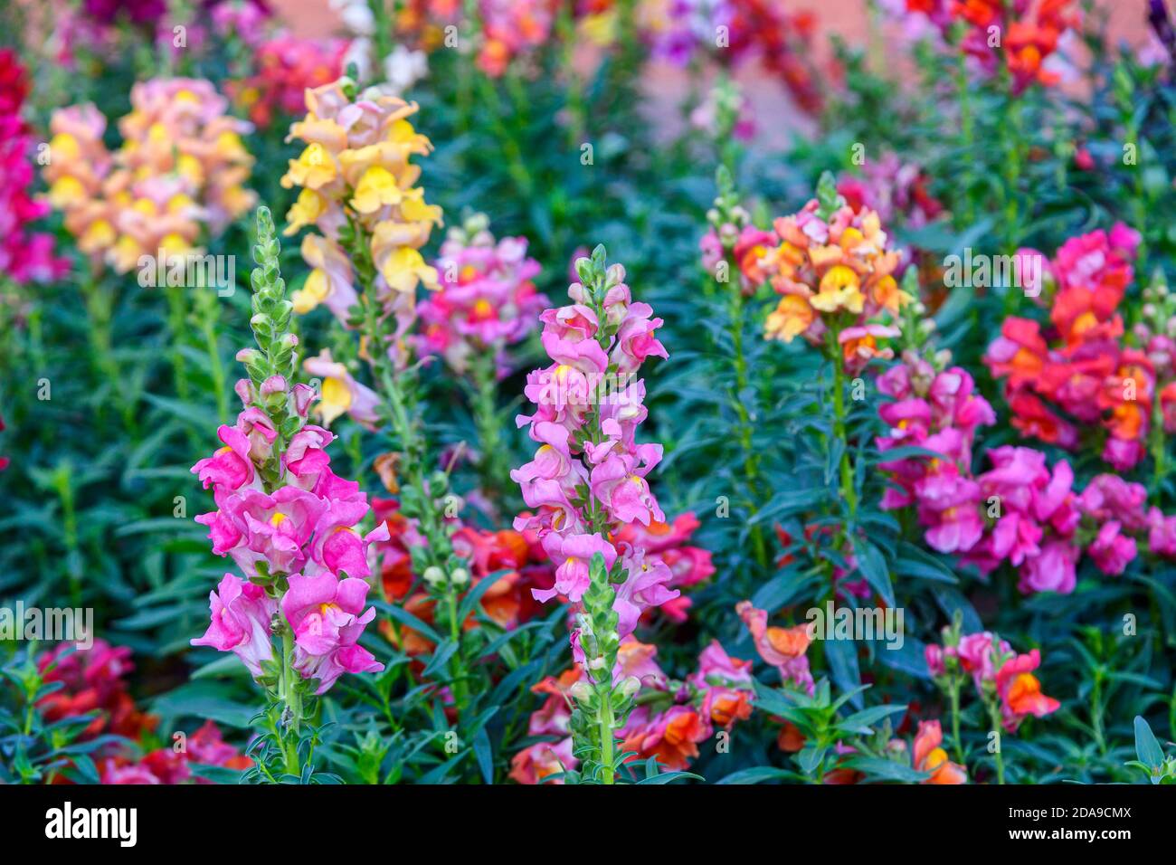 Beautiful Antirrhinum majus dragon flower also known as Snap Dragons and Tagetes patula (French Marigolds) is blooming in the garden. Stock Photo