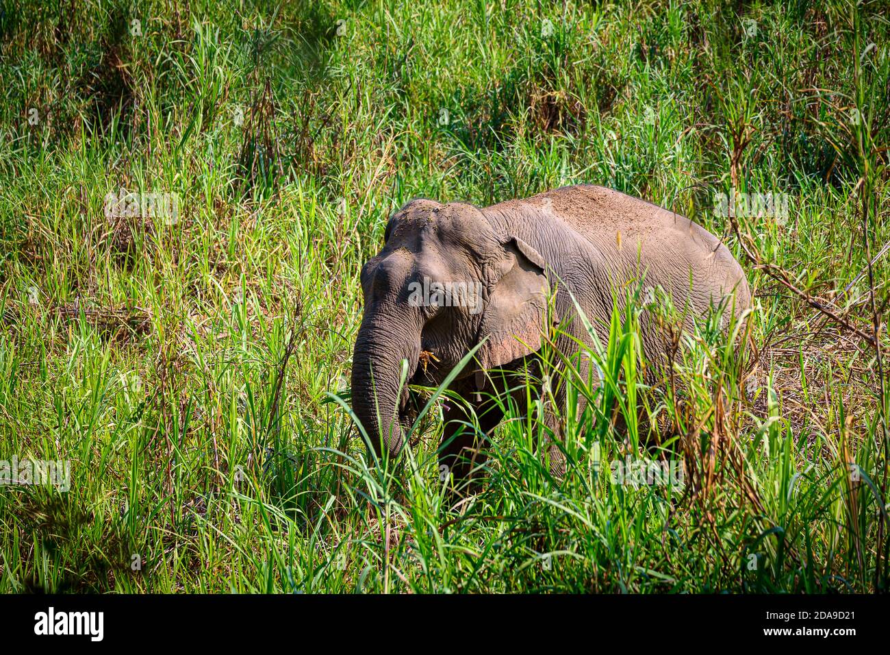 Asian Elephant (Elephas maximus) It is a Big mammal with green grass in the trunk. Stock Photo