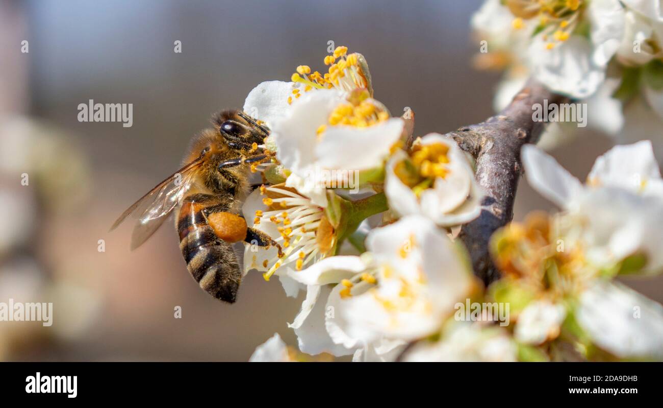 A bee that collects honey and carries it on its paws, closeup, plum blossoms in spring. Stock Photo