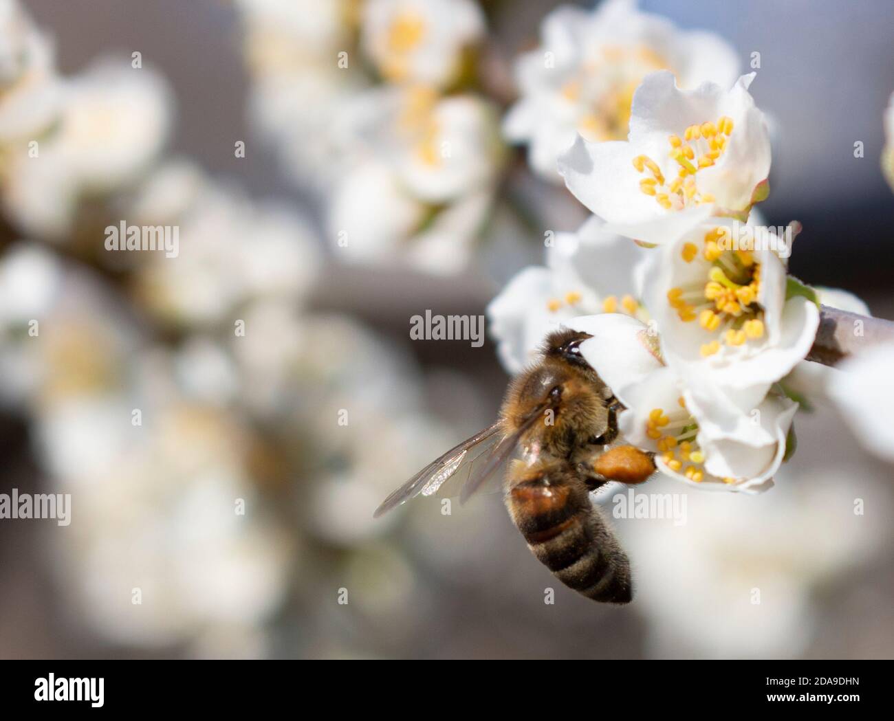 Beekeeping, close-up bees, pollination of fruits and honey collection. Stock Photo