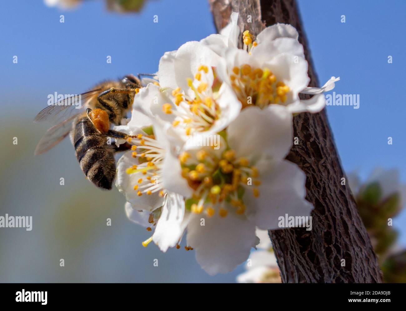 Closeup of a bee sits on a plum blossom and collects honey. Beekeeping as a Business in Ukraine. Stock Photo
