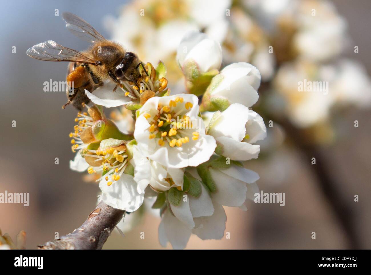 Beekeeping as a business, spring harvesting of honey from plum blossoms. Stock Photo
