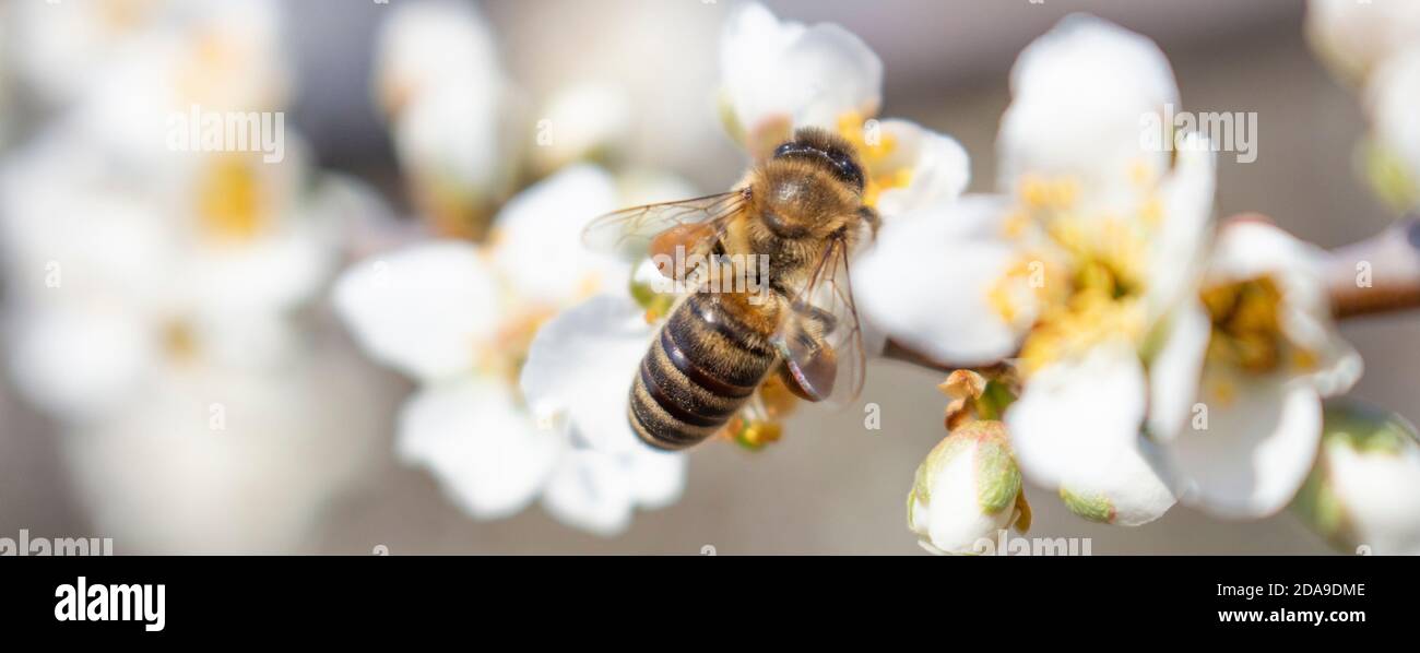 Closeup of a bee sits on a plum blossom and collects honey. Beekeeping as a Business in Ukraine. Stock Photo