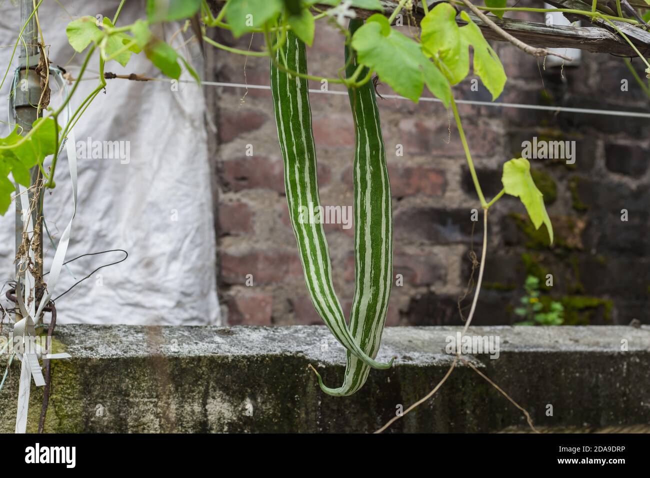 organic green snake gourd vegetable in home garden in india hanging from vine.This vegetable is widely used in asian cuisine. natural outdoor shot. Stock Photo