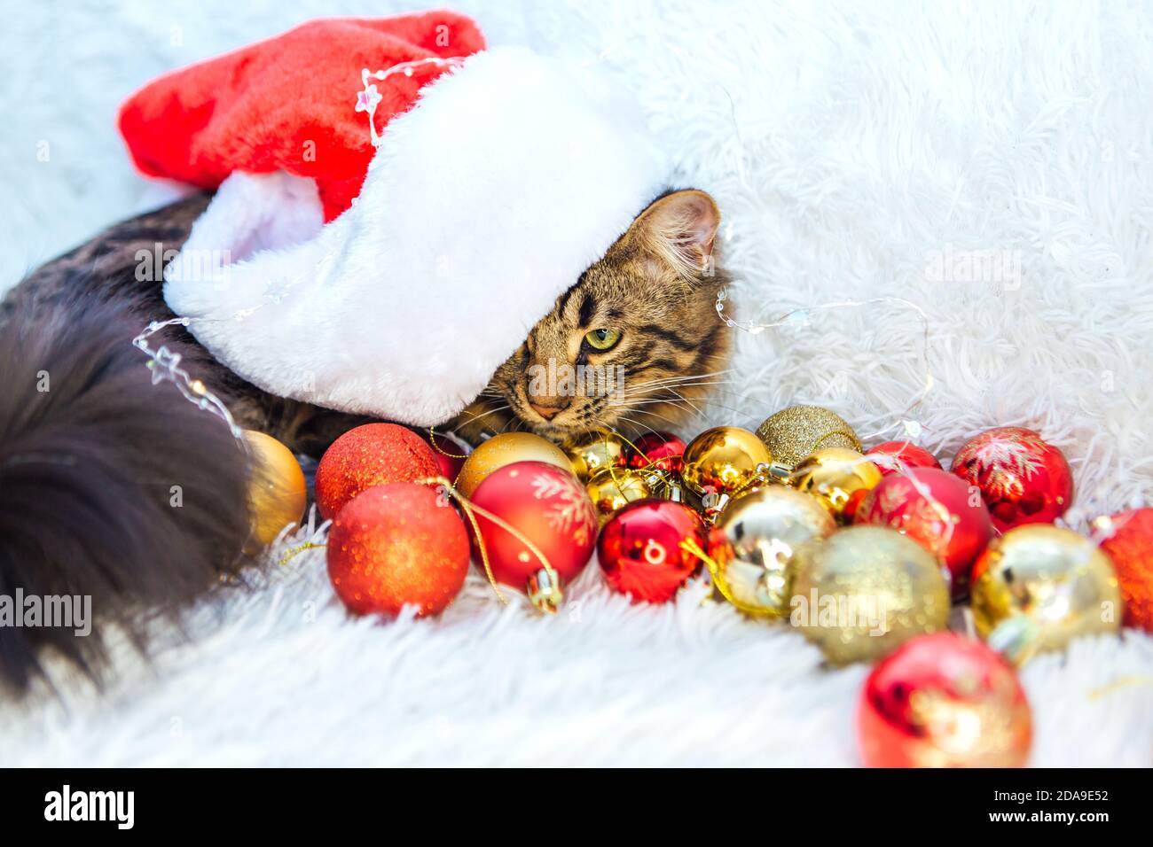 Bengal cat laying on the white background with christmas decorations. Stock Photo